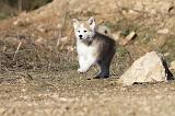 AKITA INU 022